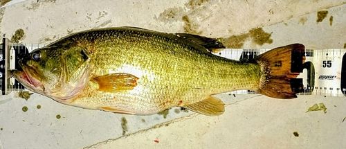 ブラックバスの釣果