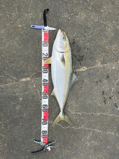 メジロの釣果