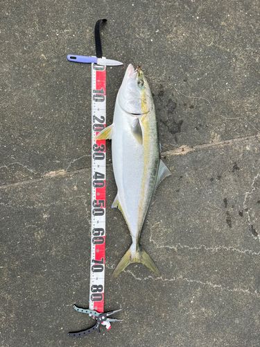 メジロの釣果