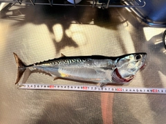マルソウダの釣果