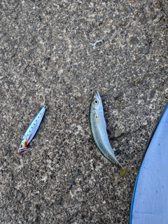 サバの釣果