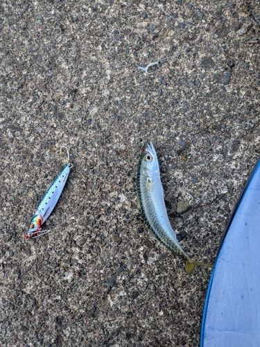 サバの釣果