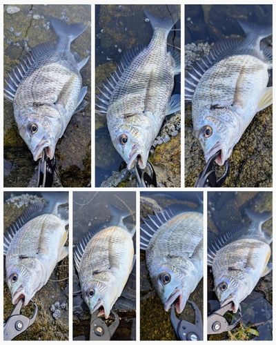 チヌの釣果
