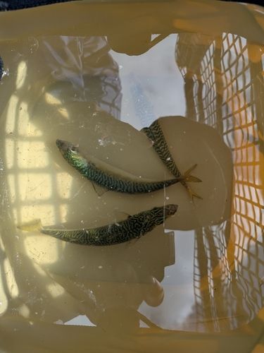 サバの釣果