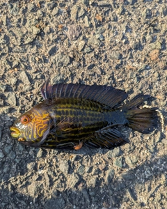 オハグロベラの釣果