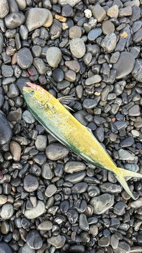 シイラの釣果