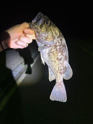 クロソイの釣果