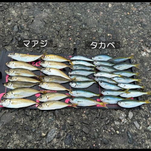 タカベの釣果
