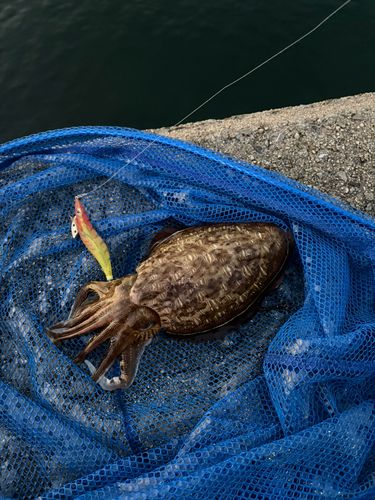 コウイカの釣果