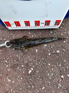 マゴチの釣果