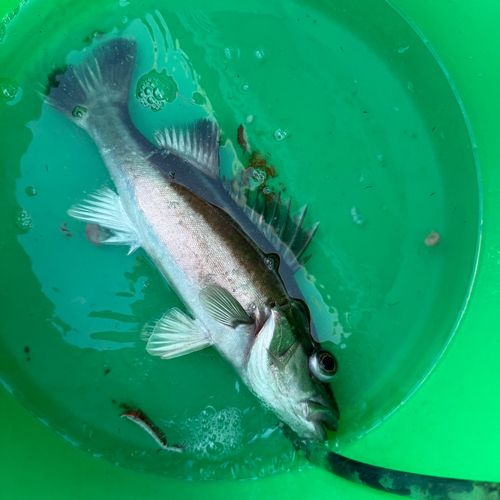 アラの釣果