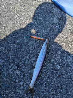 カマスの釣果