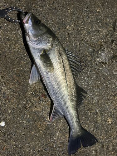 スズキの釣果