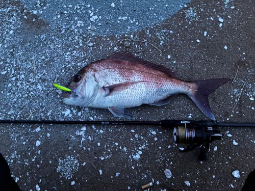 マダイの釣果