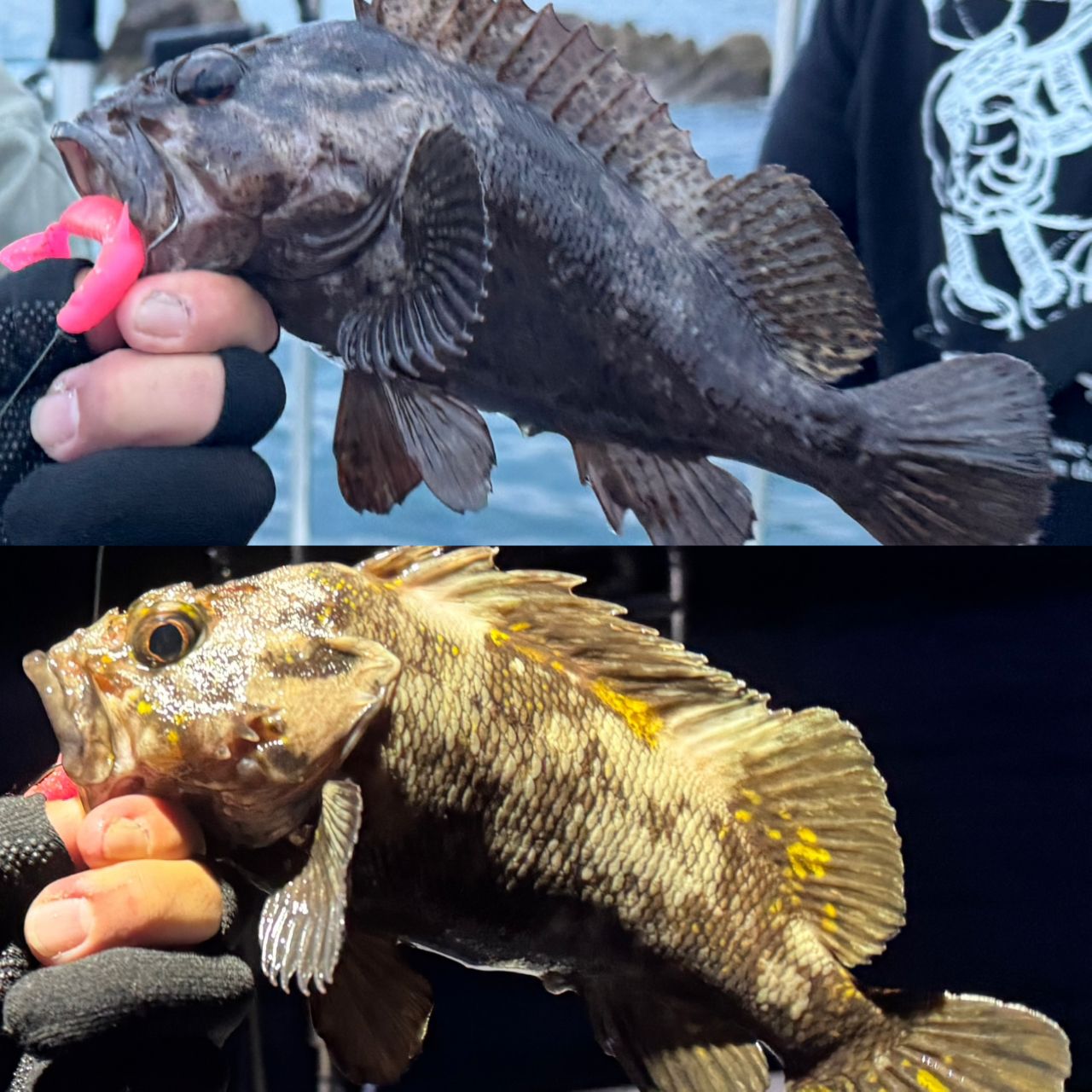 AbuGarcia 18ロキサーニ パワーシューター Lの最安値・インプレ・釣果