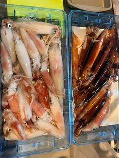 スルメイカの釣果