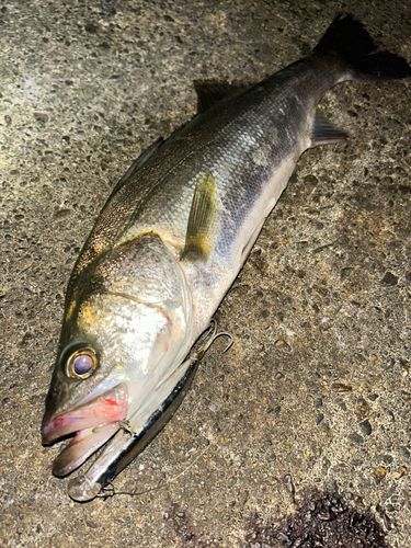 スズキの釣果