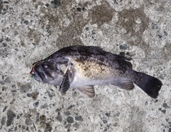 クロソイの釣果