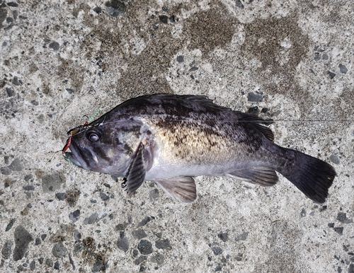 クロソイの釣果