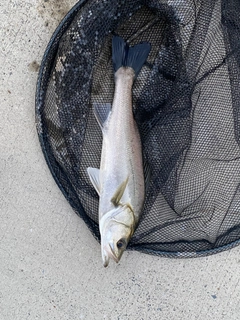フッコ（マルスズキ）の釣果
