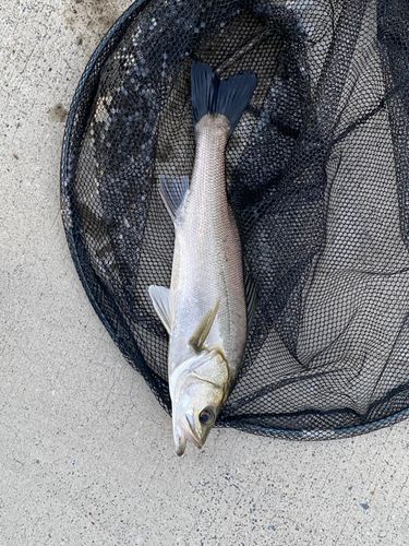 フッコ（マルスズキ）の釣果