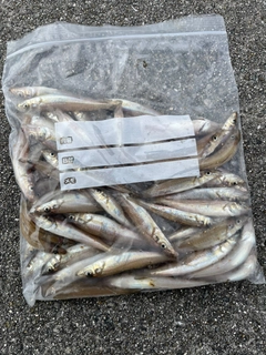 キスの釣果