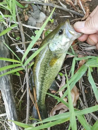 ラージマウスバスの釣果