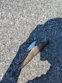 ホシノエソの釣果