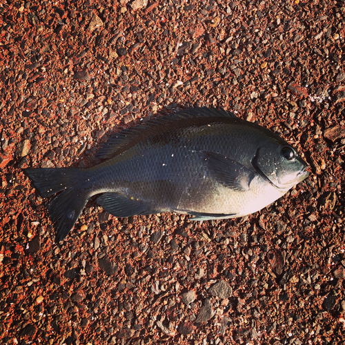 クチブトグレの釣果