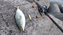 ツバスの釣果