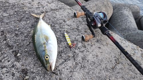 ツバスの釣果