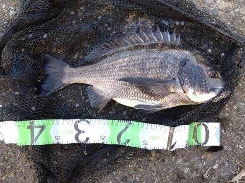 チヌの釣果