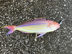 イトヨリダイの釣果