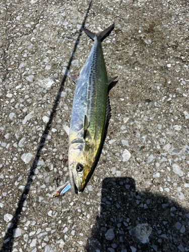 サワラの釣果