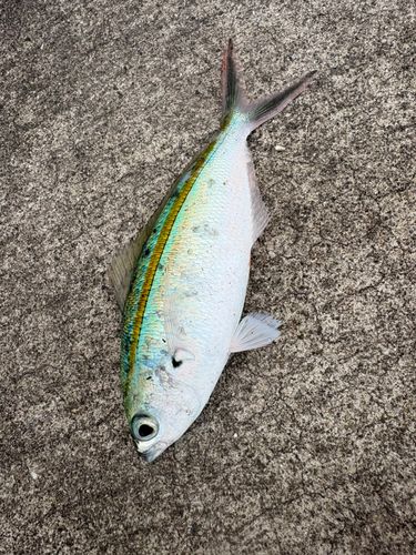 ササムロの釣果