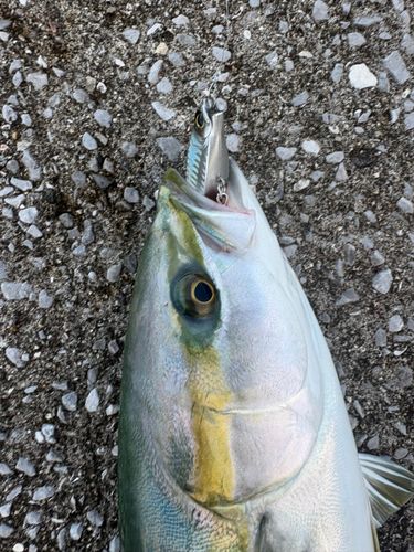 ツバスの釣果