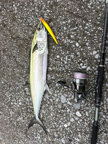 サワラの釣果