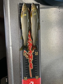 アユの釣果