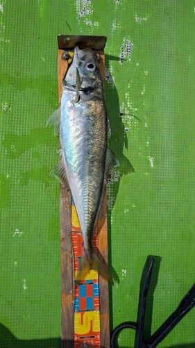 マアジの釣果