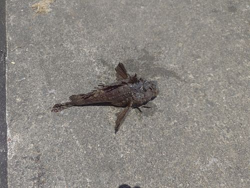 オニオコゼの釣果