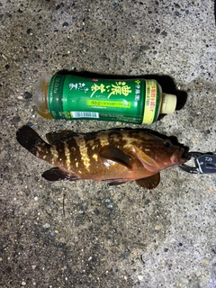 キジハタの釣果
