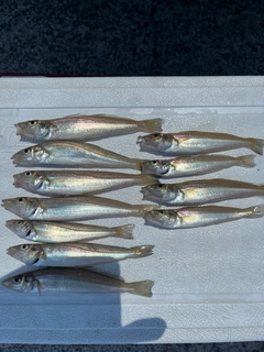 キスの釣果