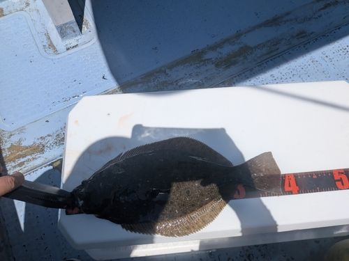 ヒラメの釣果