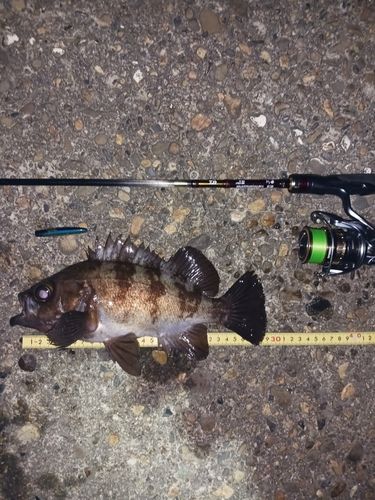 メバルの釣果