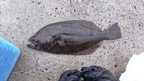 ヒラメの釣果