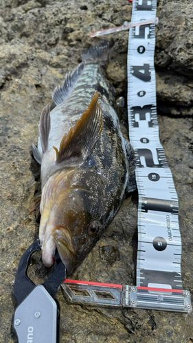 アイナメの釣果