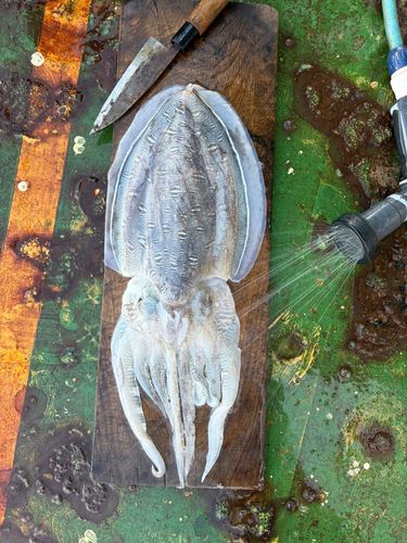 コウイカの釣果