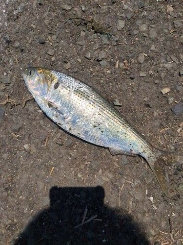 コノシロの釣果
