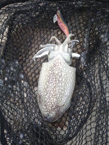 シリヤケイカの釣果
