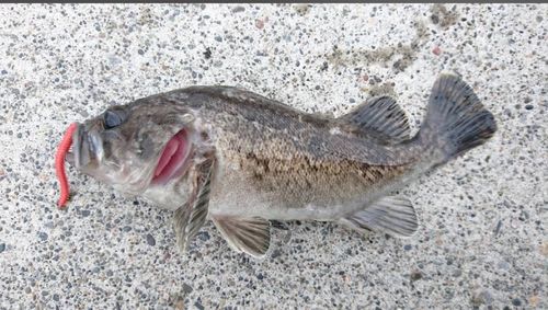 クロソイの釣果